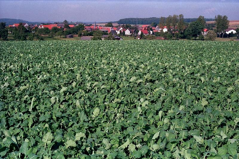 Klein-Eichen